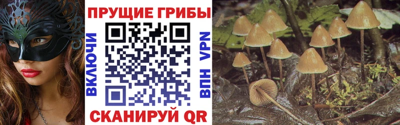 Галлюциногенные грибы Cubensis Няндома